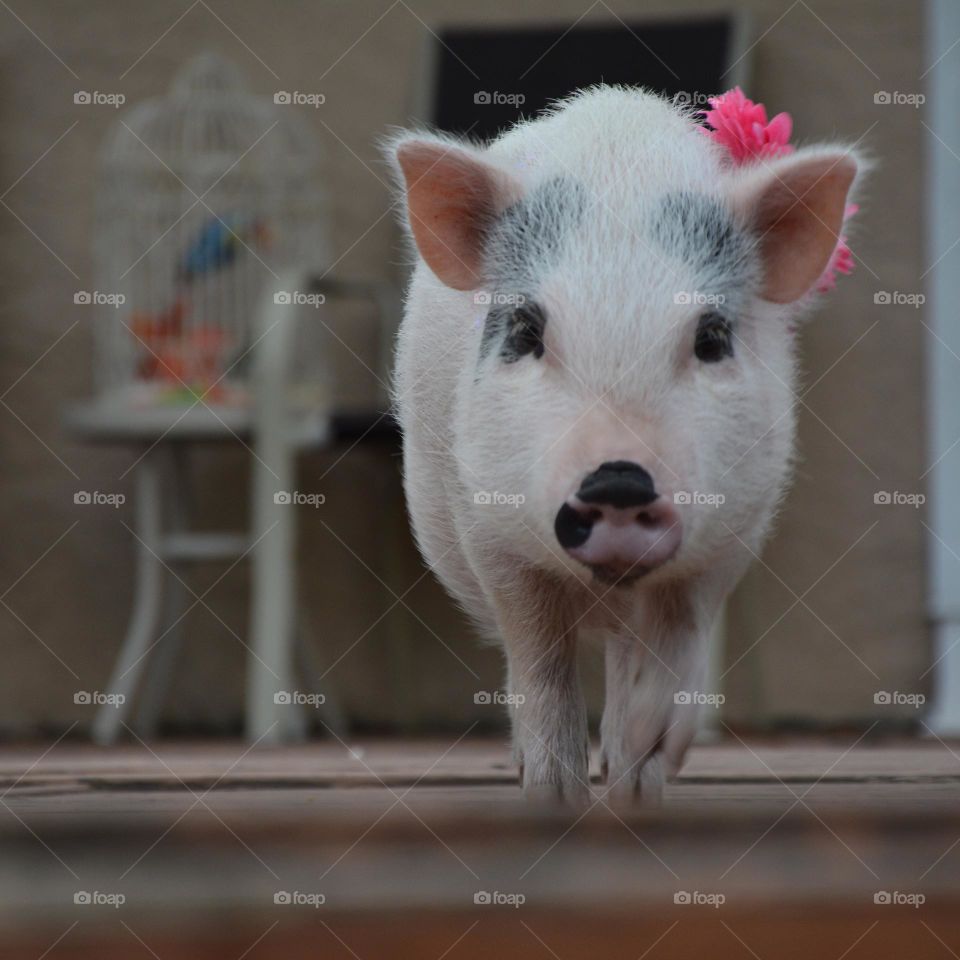 Strolling piggy