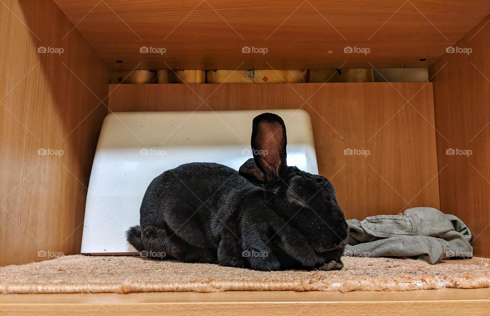 portrait of a domestic black rex rabbit