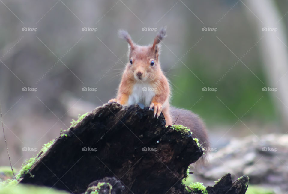 Squirrel behind a trunk.