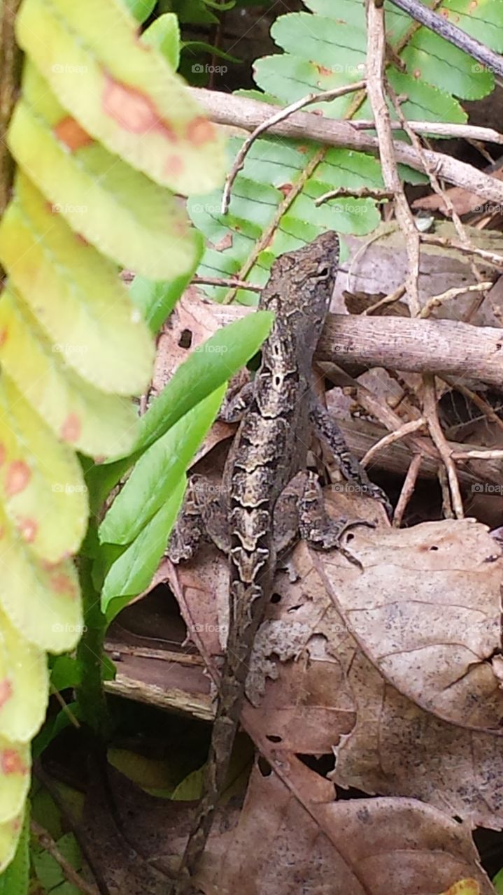 Lizard in nature