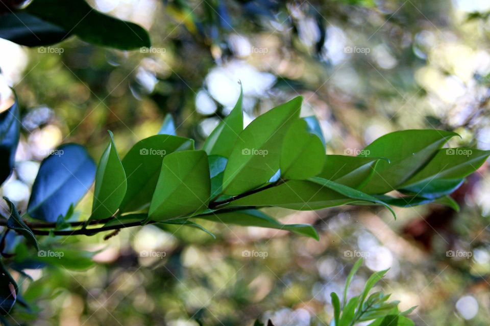 green leaves e,tendi