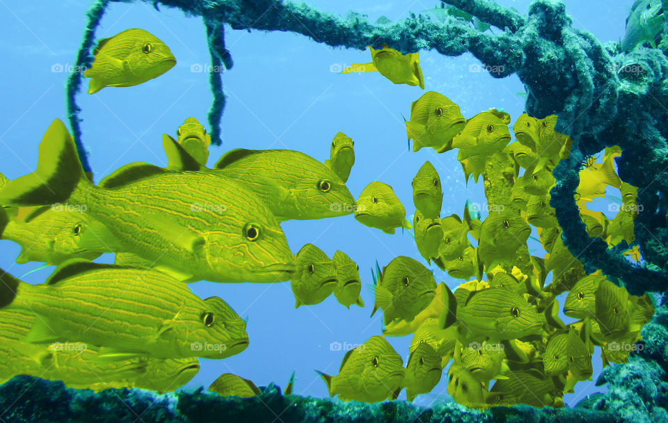 School of yellow fish. 