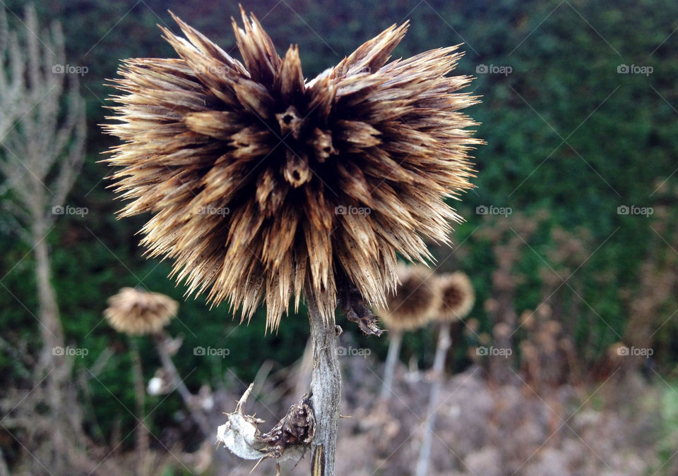 macro brown dry plants by cabday