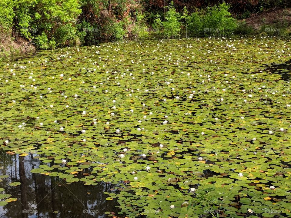 Lily pad pond