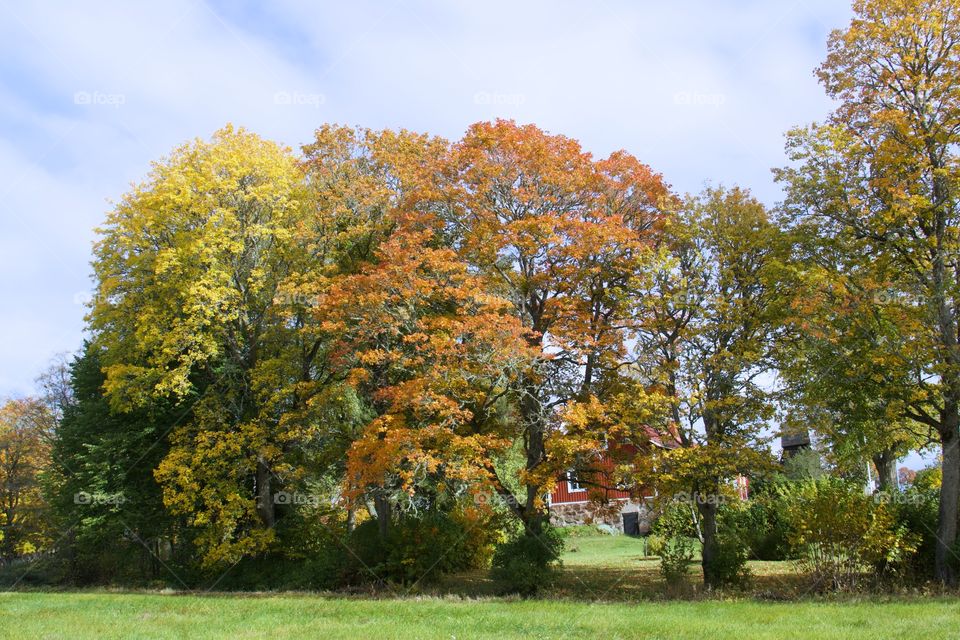 autumn colors