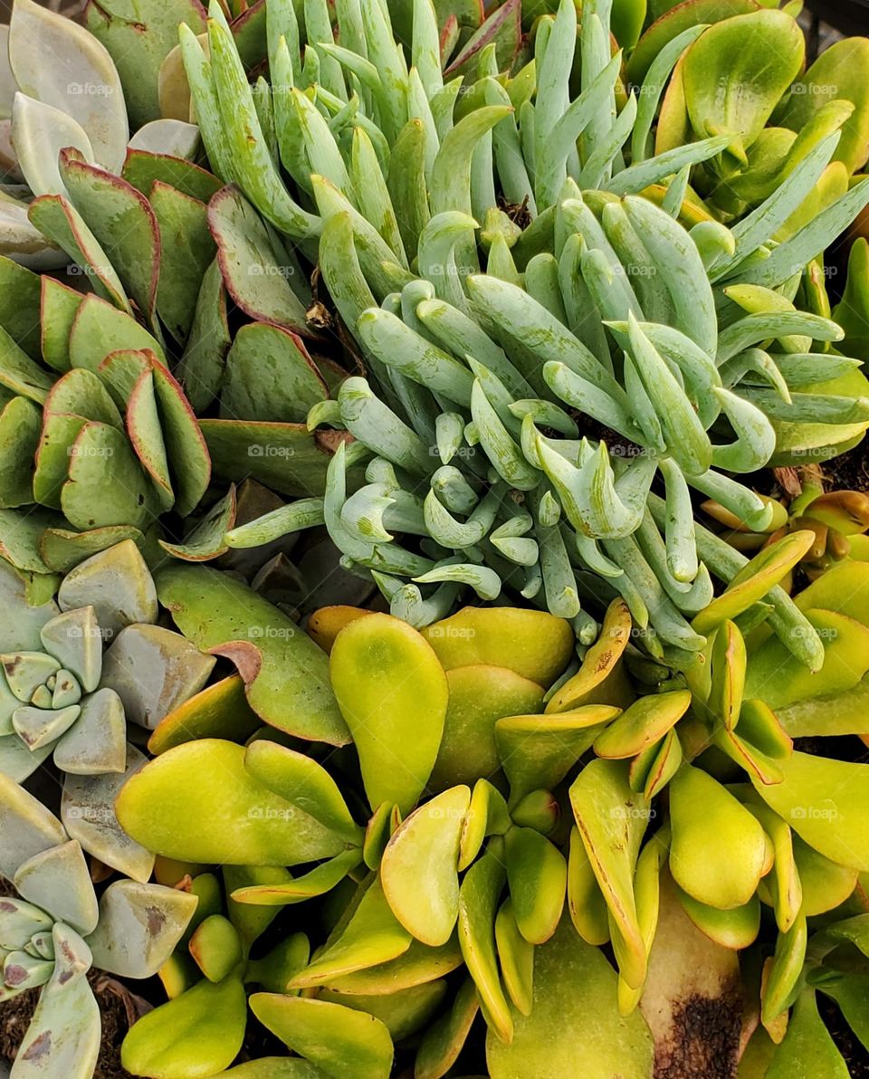 Variety of Succulents