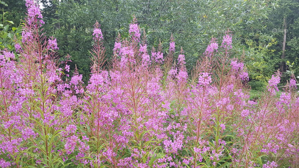 wildflowers