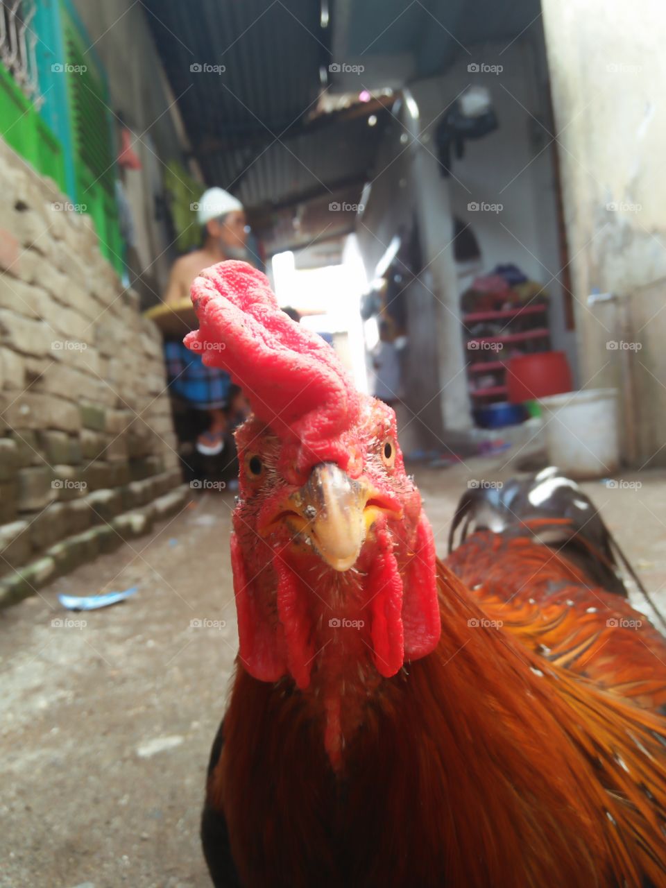 Ayam Jago