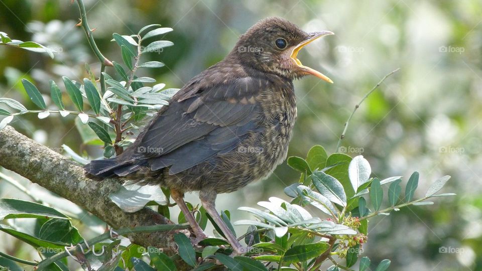 little blackbird