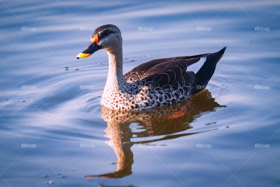 a Spot-billed Duck gracefully gliding over calm, blue waters. Its vibrant yellow-tipped beak and distinctive patterned plumage are beautifully highlighted by the gentle sunlight.