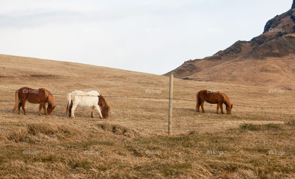 Icelandic horses