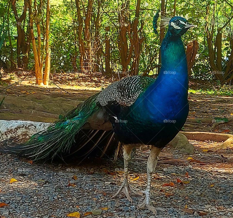 as cores de um pavão