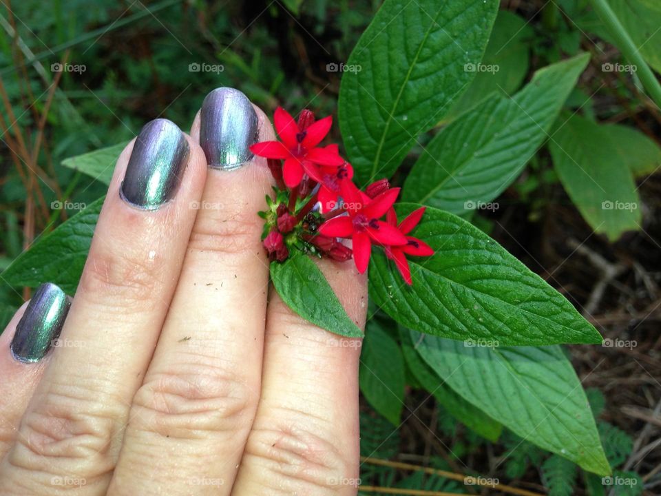 Red flowers in a green garden.