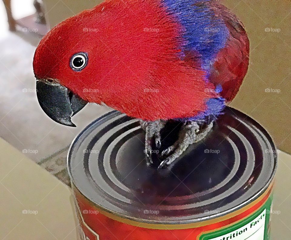 Red parrot on a red can