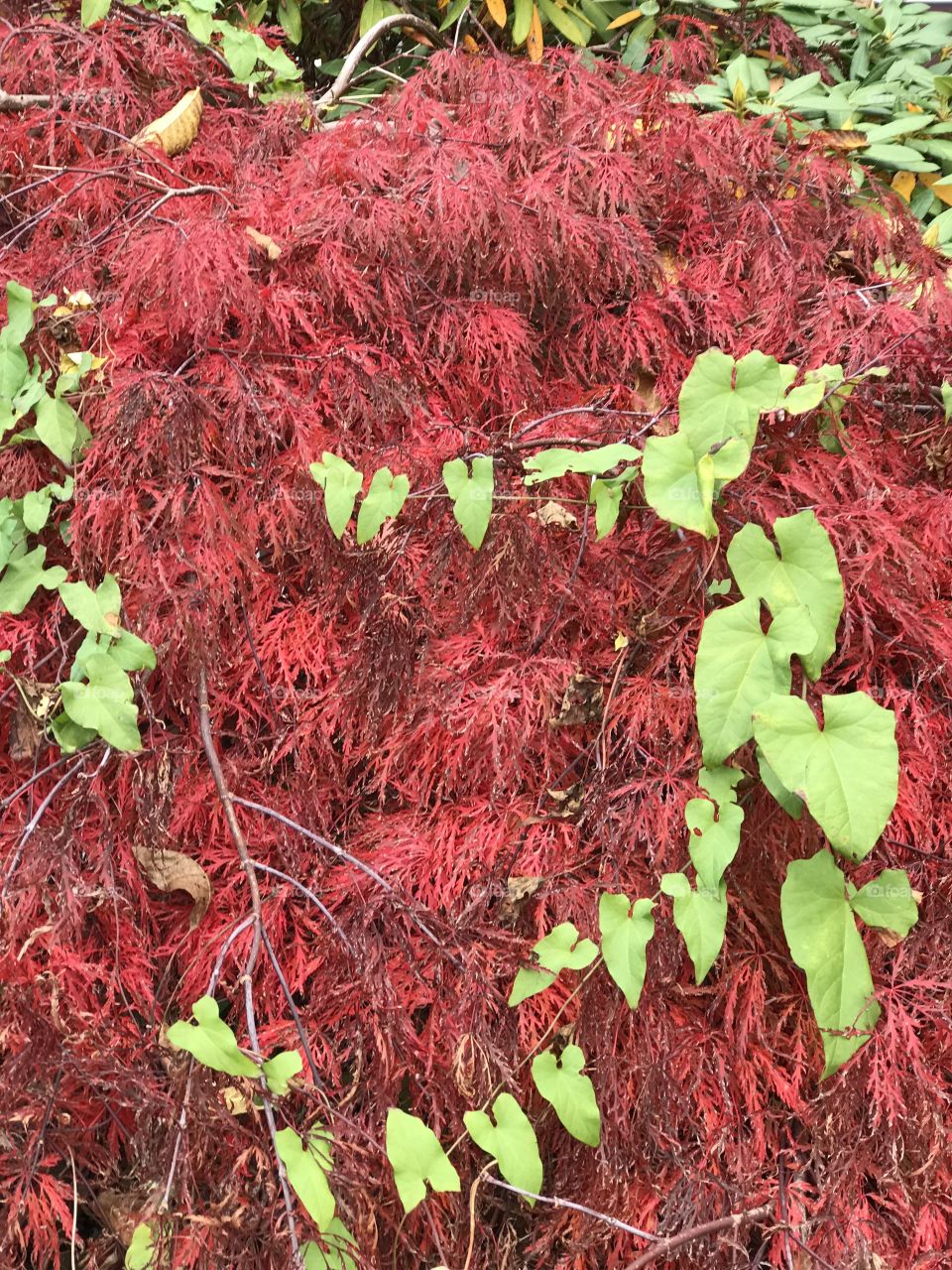 Ivy climbing red leaves 