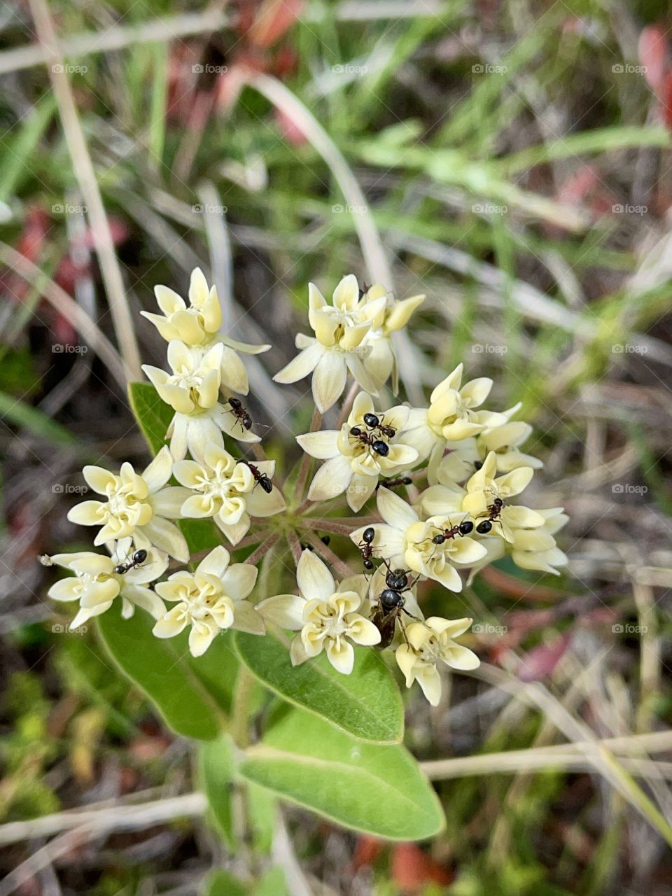 Some ants enjoying the milkweed blooms 