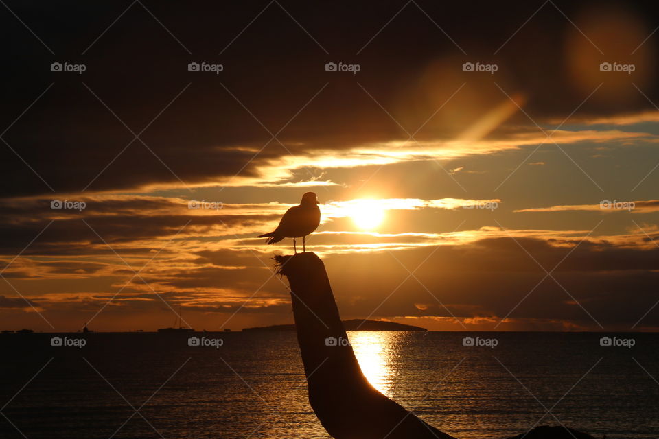 Seagull on golden morning