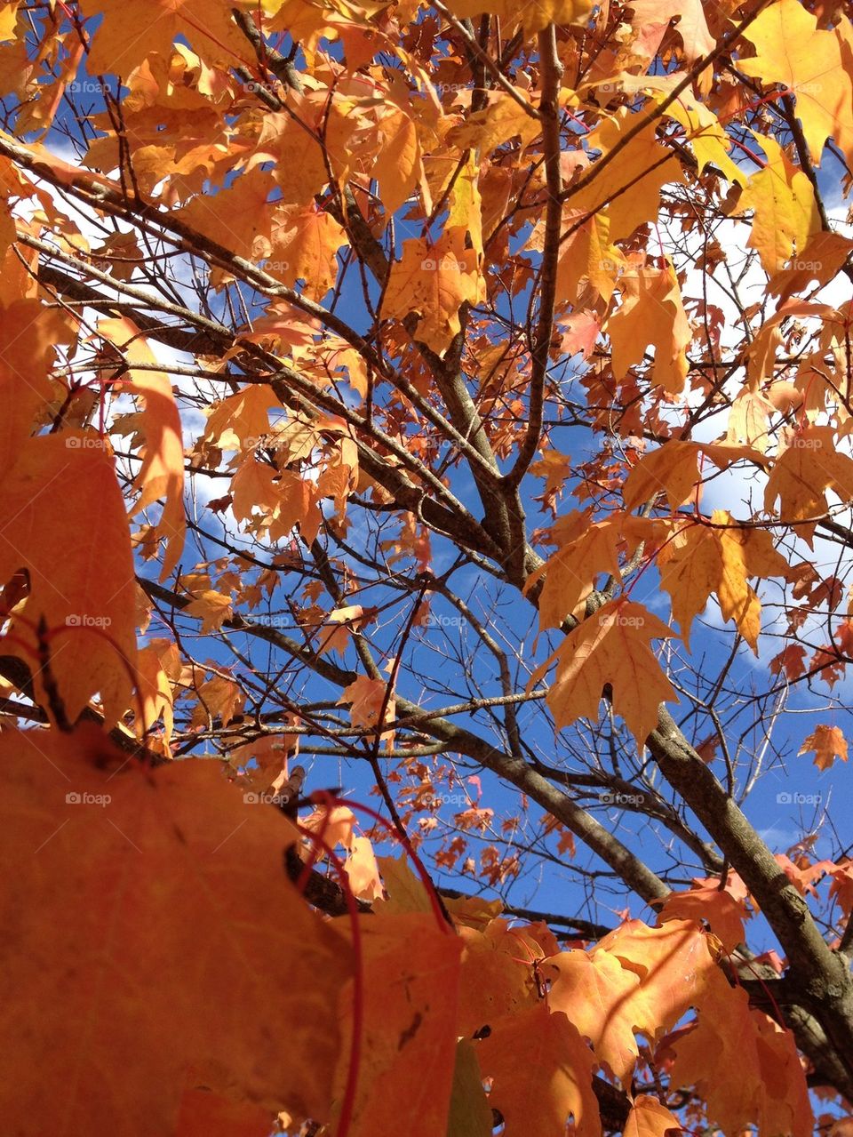 AUTUM LEAVES ON TREE