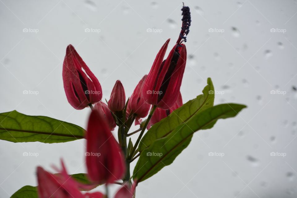 Red flowers 