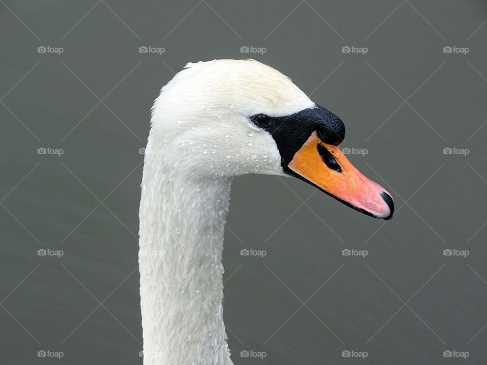 Close up swan 