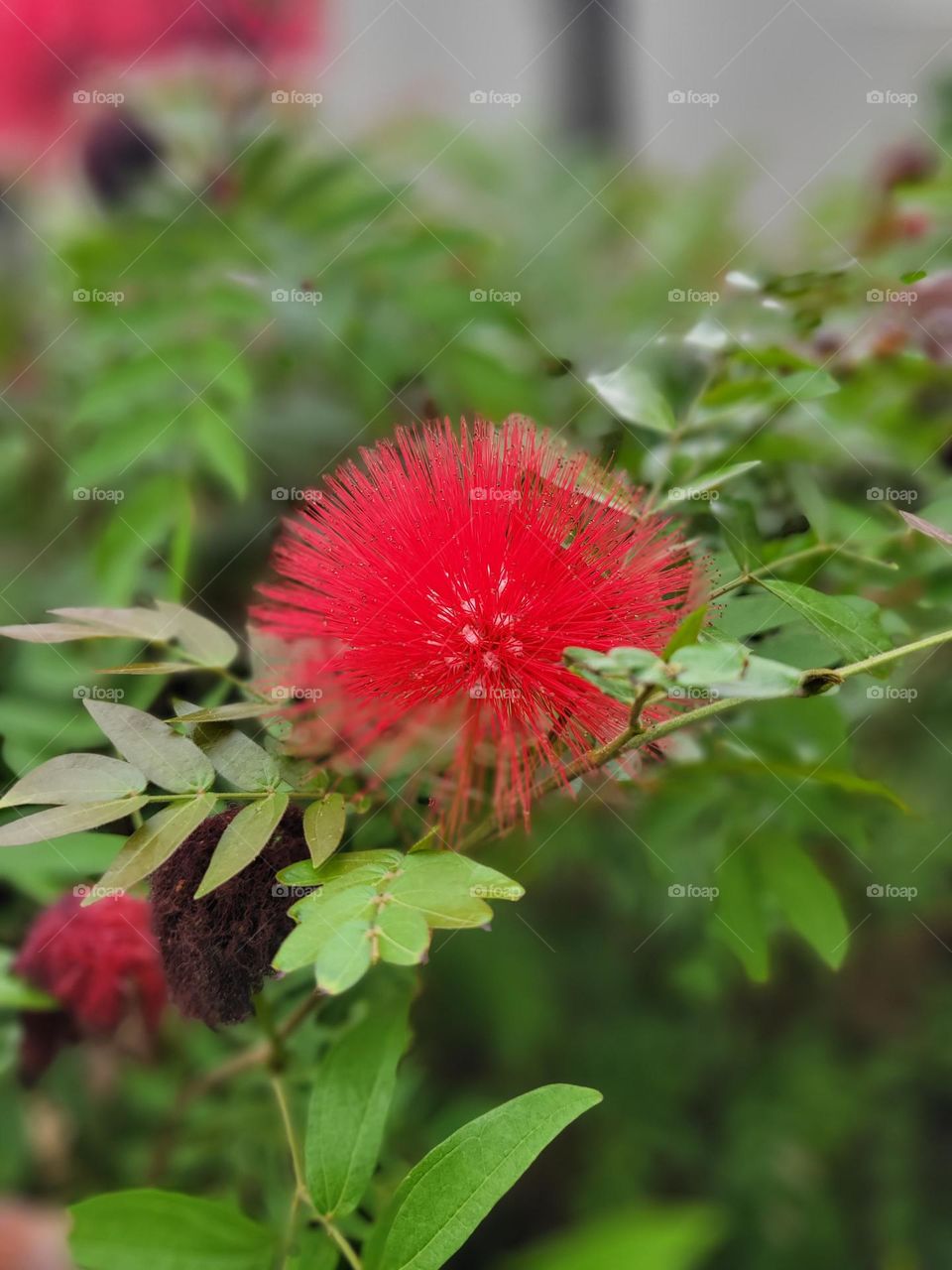 Red Calliandra at Hong Kong Victoria Park