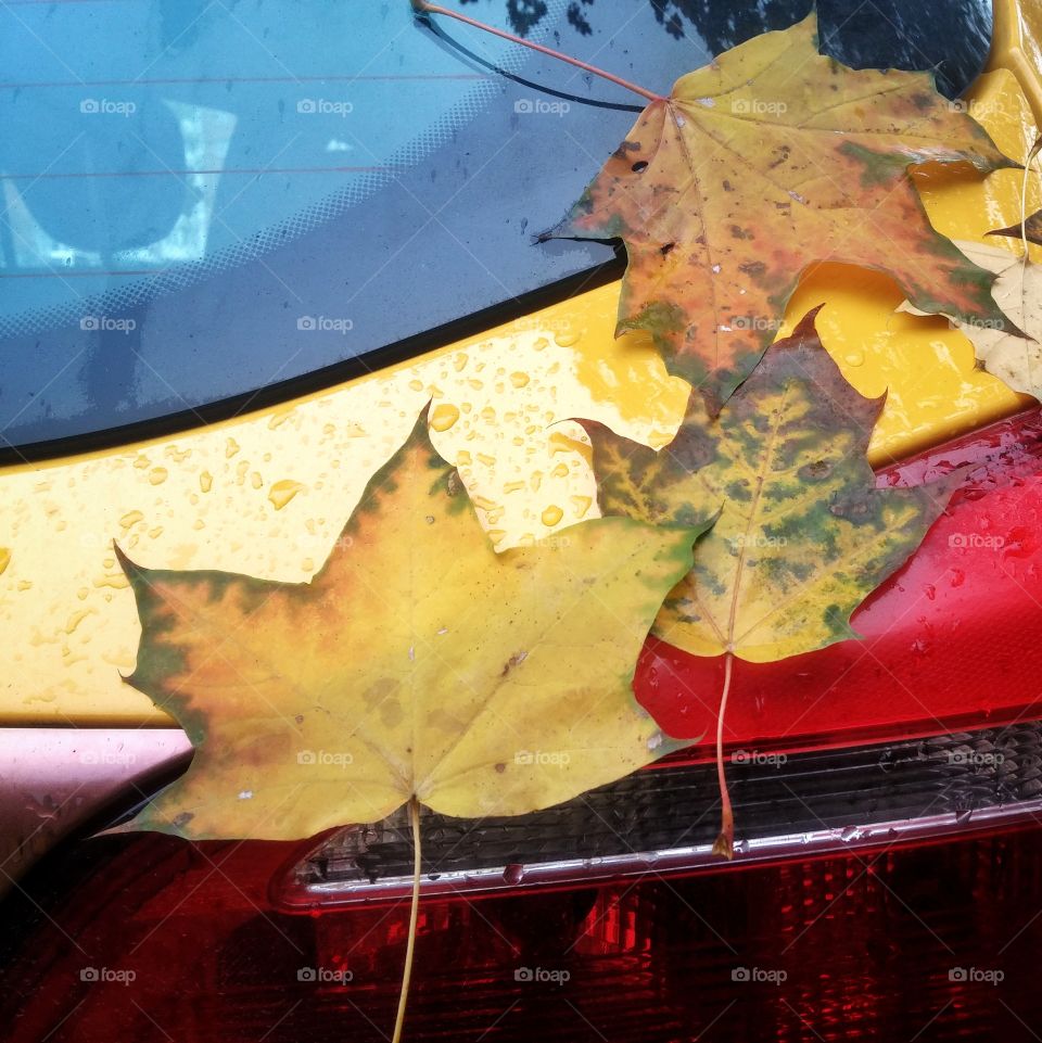 Autumn. maple leaves on a yellow car back