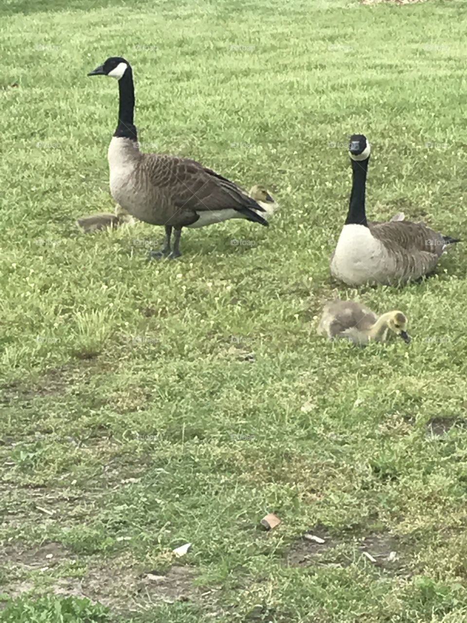 Canadian geese. 