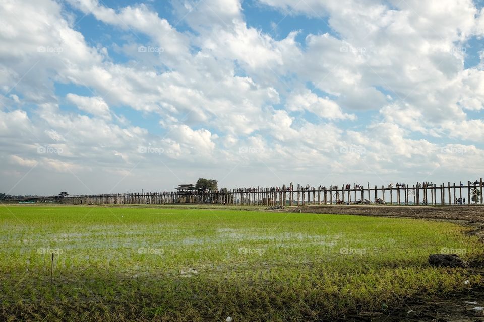 Rice field on the lake