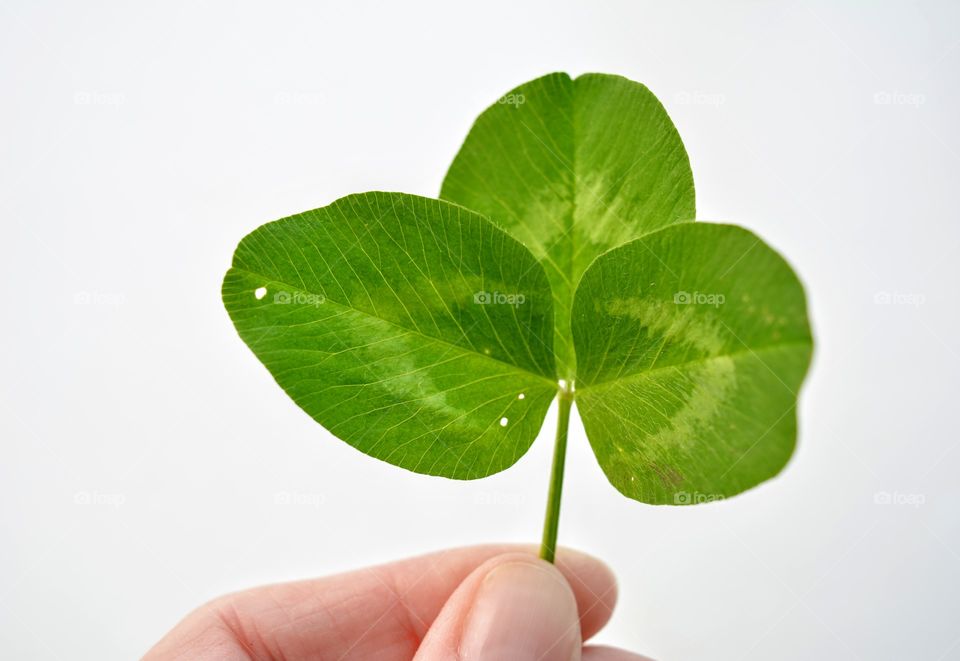 green leaf clover in the hand white background