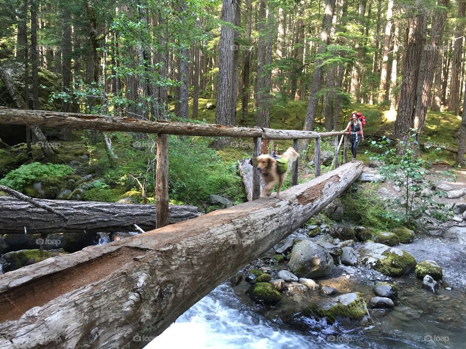 Camping, hiking, woods, forest, mountain, summer, fun, walking 
, water, bridge, trees, evergreen trees, chunk, camper, river, trail, dog, puppy, running