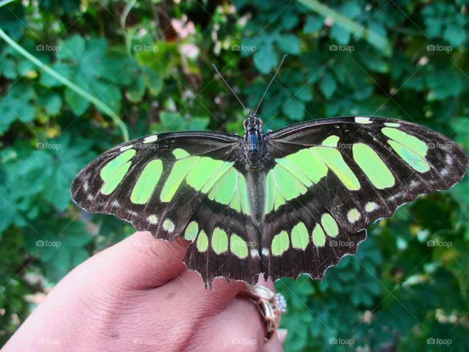 Malachite Butterfly