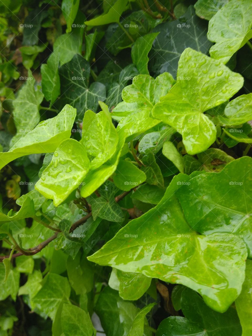 Raindrops on Leaf's