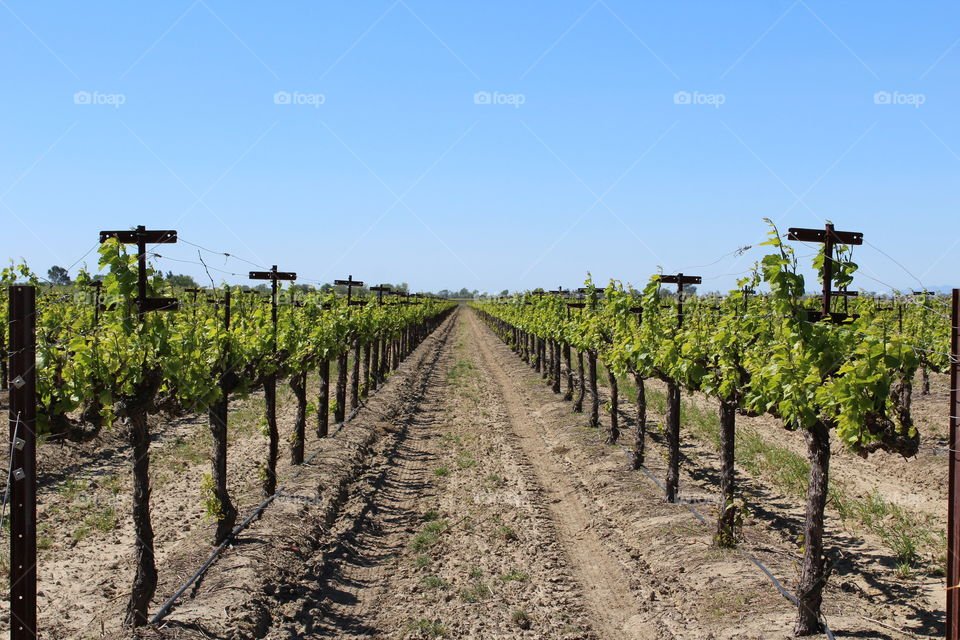 grape Orchard