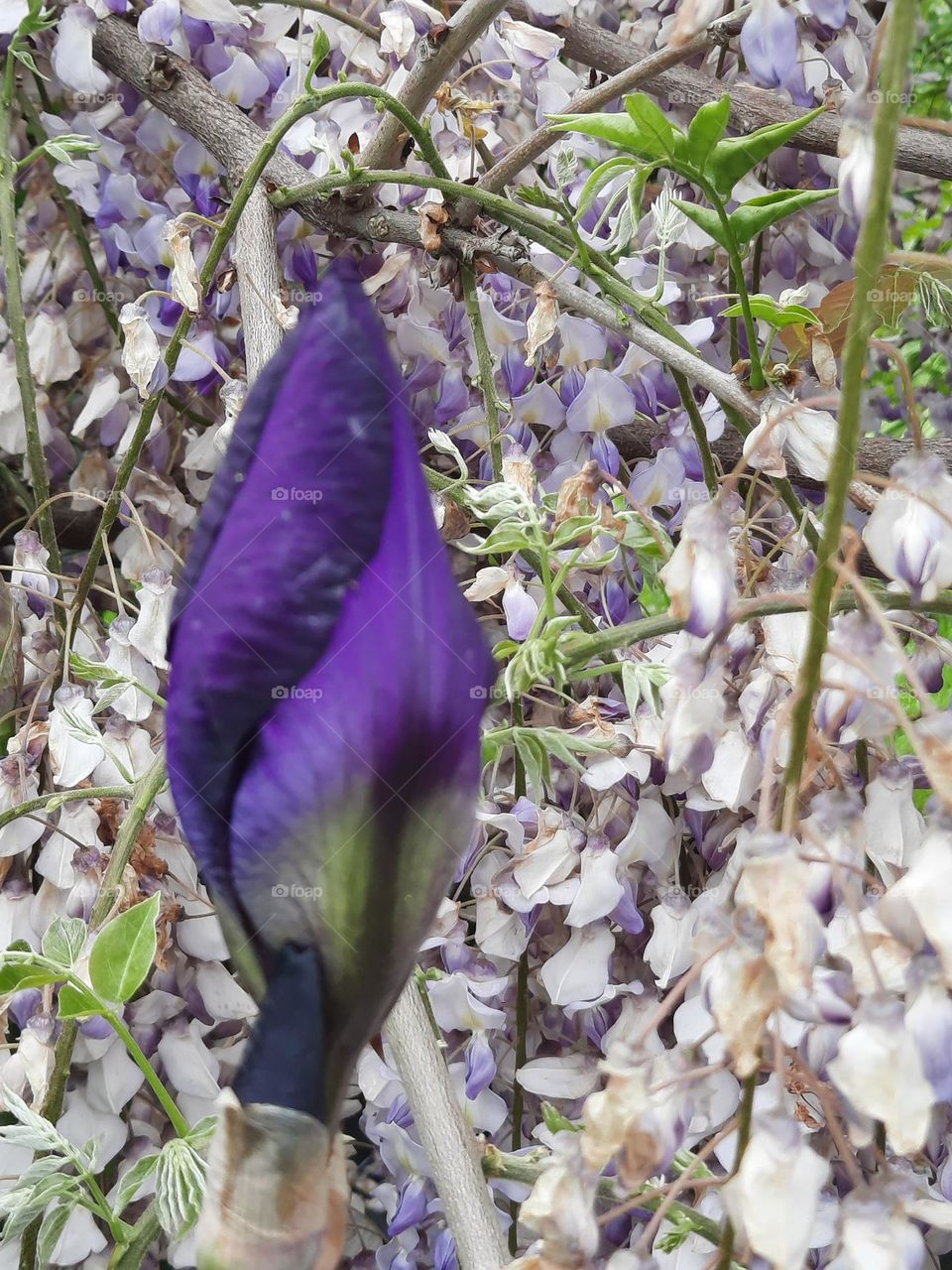 garden in purple : iris and visteria flowers