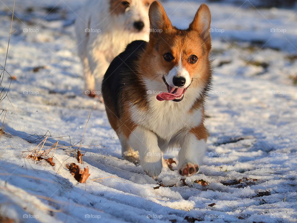 Dogs running full of happiness