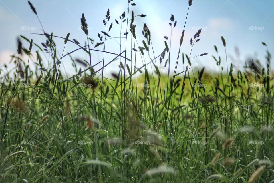 field