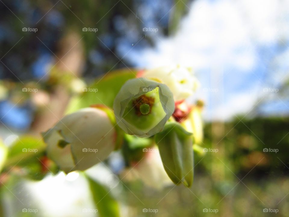 Blueberry Flower