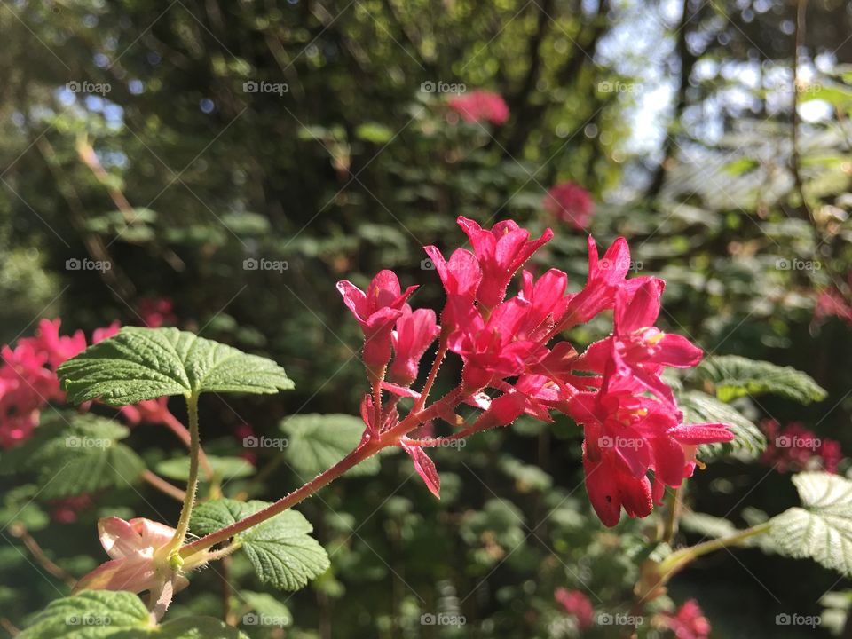 Close-up of pink flowers