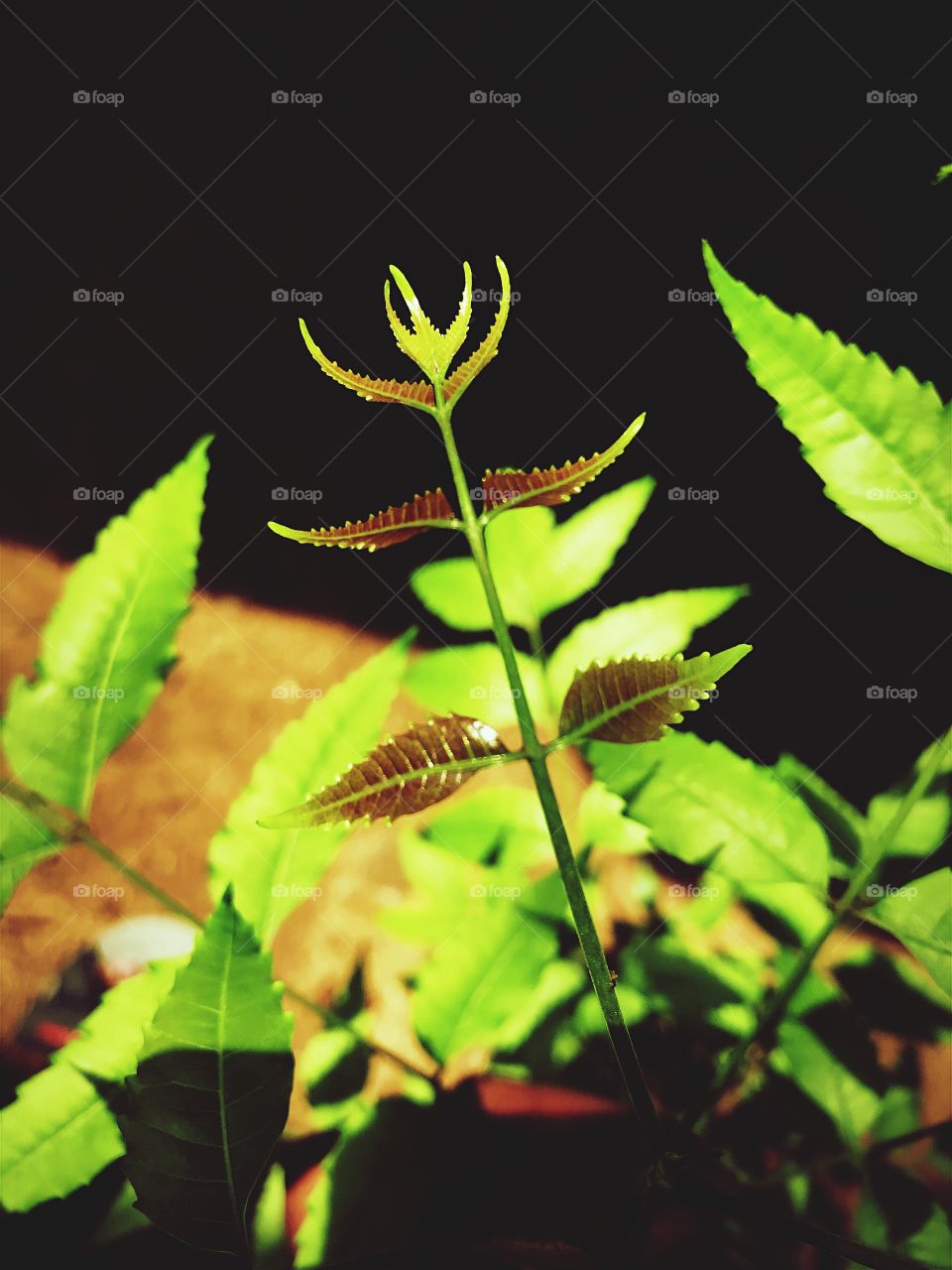 Baby neem leaves 