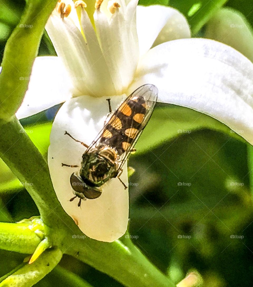 Closeup detail of a bright orange and black banded Australian bee on an orange blossom 