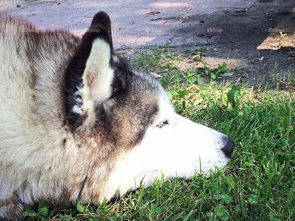 Incredible Husky Dogs