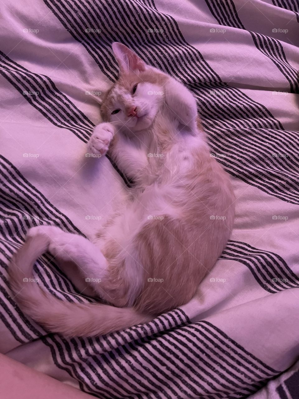 My pet kitten max is such a handsome model 💕