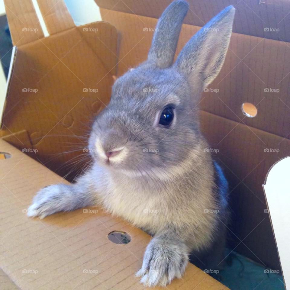 Close-up of a rabbit in box