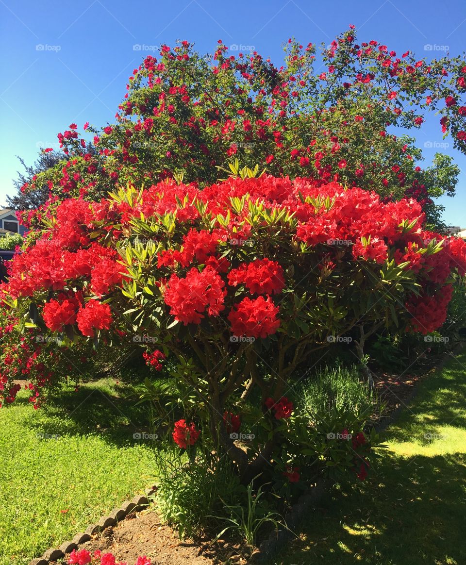 Red Rhododendrons 