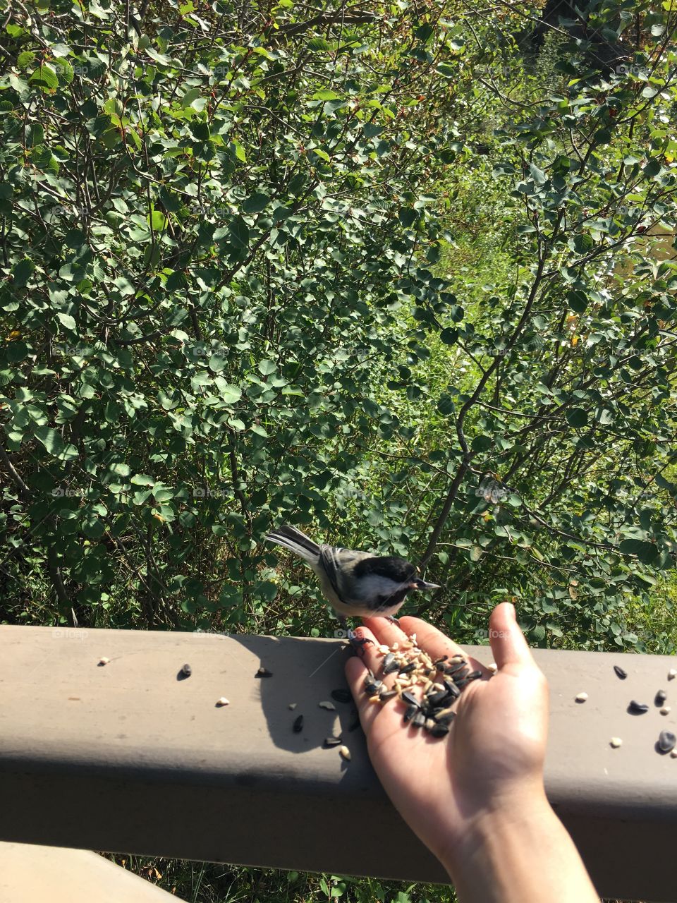 Outdoors, Tree, Nature, One, Bird