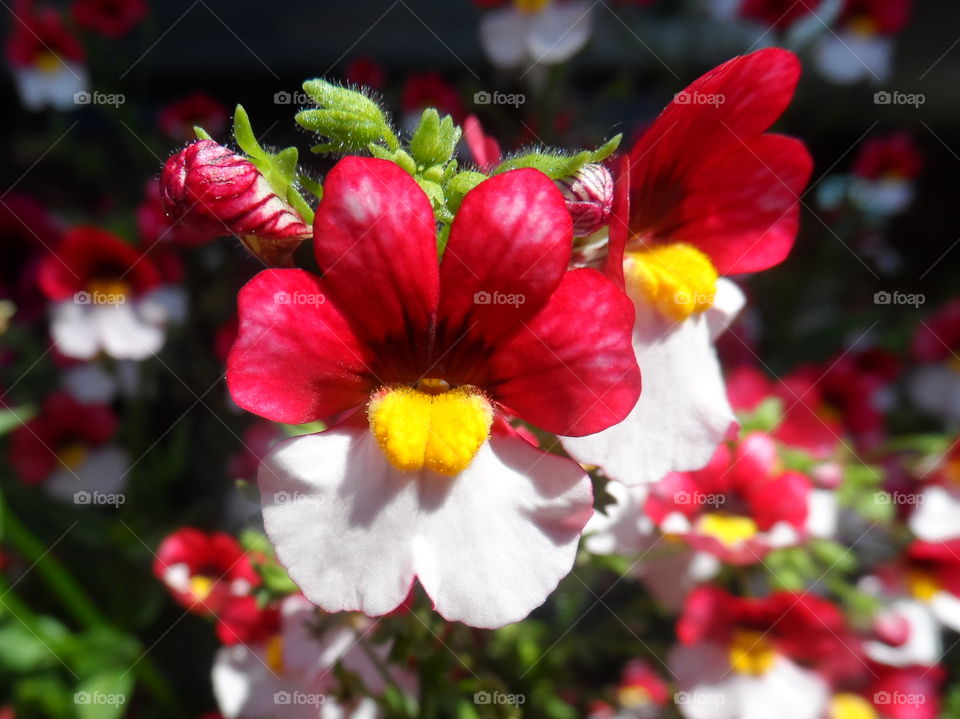 Red and white: tongue. Tongue in cheek flower