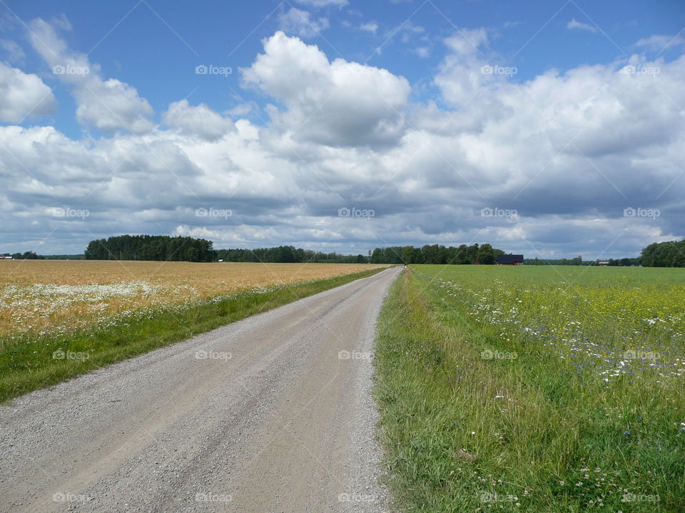 Empty road between the grassy land