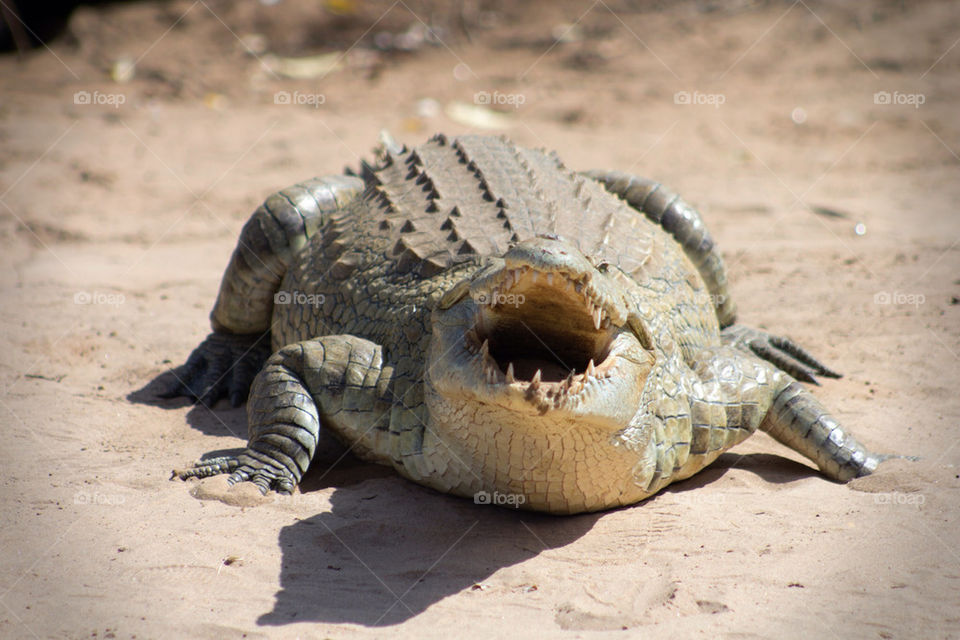 teeth animals reptile crocodile by mattbphotos