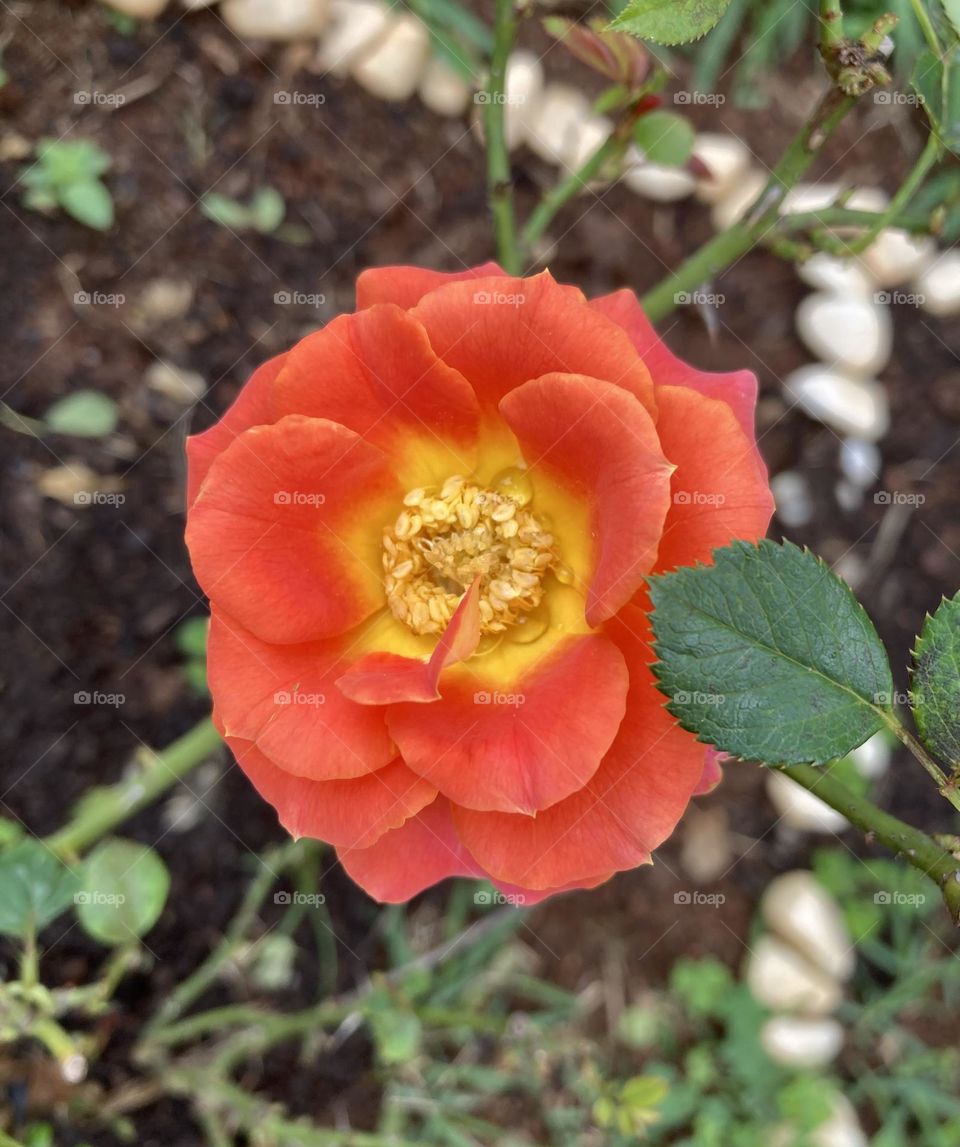 🌹 🇺🇸 Very beautiful flowers to brighten our day.  Live nature and its beauty. Did you like the delicate petals? / 🇧🇷 Flores muito bonitas para alegrar nosso dia. Viva a natureza e sua beleza. Gostaram das pétalas delicadas? 