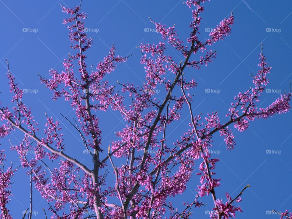 spring pink